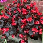 Begonia cucullataЦвят