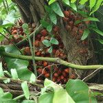 Elaeis oleifera Fruit