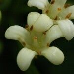 Pittosporum senacia 花