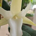 Angraecum sesquipedale Flower