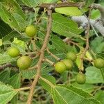 Grewia trichocarpa Fruto