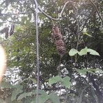 Mucuna sloanei Συνήθη χαρακτηριστικά