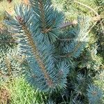 Picea pungensList