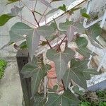 Liquidambar formosanaАгульны выгляд