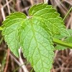 Cedronella canariensis Leaf