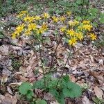 Senecio ampullaceus Ліст