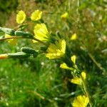 Lactuca serriola Květ