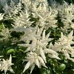 Astilbe japonica Floare