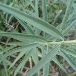 Vernonia arkansana Blad