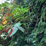 Columnea medicinalis 形態