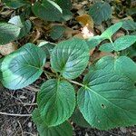 Gloxinia perennis Blad