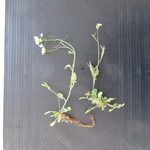 Arabidopsis thaliana Цветок