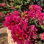 Bougainvillea glabraList