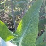 Salvia canariensis Leaf