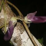 Mucuna pruriens Flower