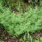 Galium laevigatum 其他