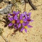 Calytrix leschenaultii