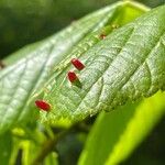 Tilia × europaea Folha