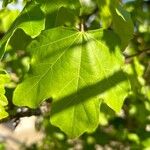 Acer × coriaceum Leaf