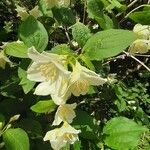 Philadelphus coronariusÕis