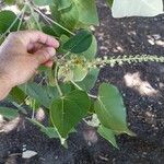 Croton urucurana Blomma