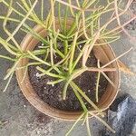 Euphorbia tirucalli Flower