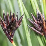 Juncus jacquiniiFleur