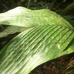 Bactris hondurensis Leaf