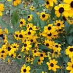 Rudbeckia trilobaപുഷ്പം