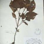 Isodon scrophularioides Otro
