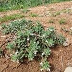 Ajuga iva Habitus