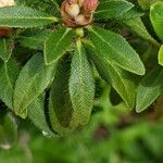 Rhododendron hirsutum Hoja