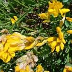 Genista sagittalis Blüte