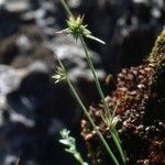 Juncus capitatus Virág