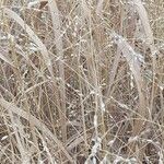 Panicum virgatum Leaf