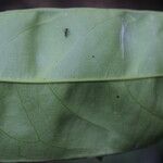 Annickia chlorantha Leaf