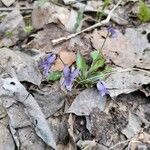 Viola hirta Цвят