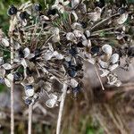 Allium senescens Fruit