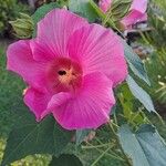 Hibiscus grandiflorusFlower