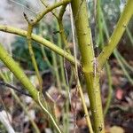 Cornus rugosa Kůra