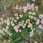 Armeria maritima Habitus