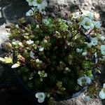 Saxifraga squarrosa Floare