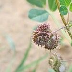 Medicago polymorpha फल