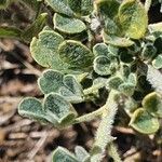 Crotalaria emarginella Hoja
