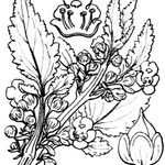 Scrophularia trifoliata Mosusu
