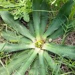 Eryngium nudicaule Ліст