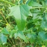 Atriplex sagittata Leaf