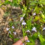 Lobelia inflataFlower