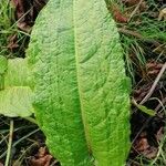 Rumex obtusifolius Levél