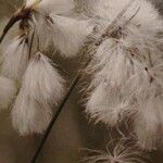 Eriophorum latifolium Blodyn